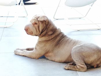 Close-up of dog sitting on floor