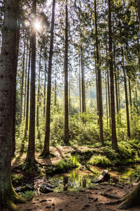 Sunlight streaming through trees in forest