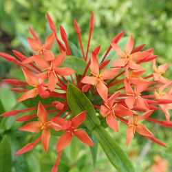 Close-up of red flowering plant
