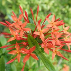 Close-up of red flowering plant