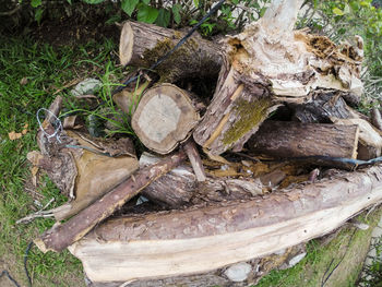 Close-up of log on field