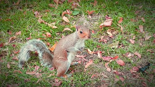 Animal grazing on grassy field
