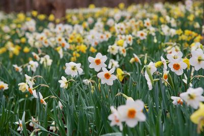 Close-up of fresh white flowers in field