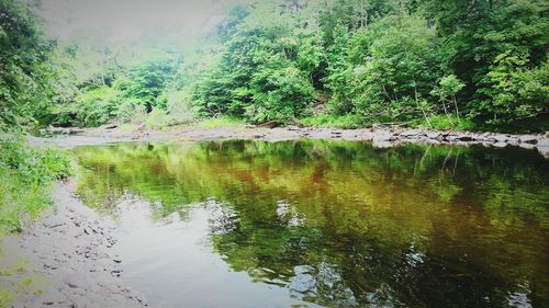 Scenic view of lake with trees in background