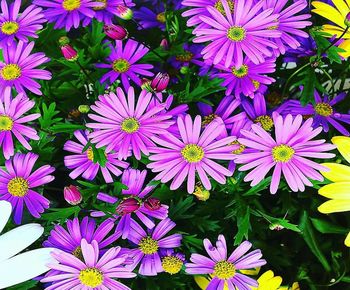 Close-up of purple flowering plants