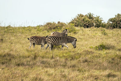 Zebras on a field