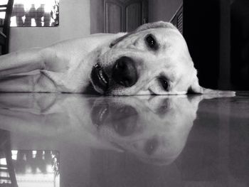 Close-up portrait of dog at home