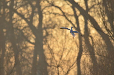 Bird flying in a forest