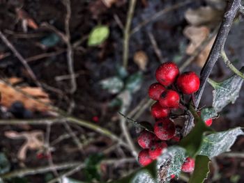 Close-up of cherries on tree