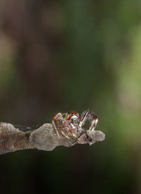 Close-up of insect