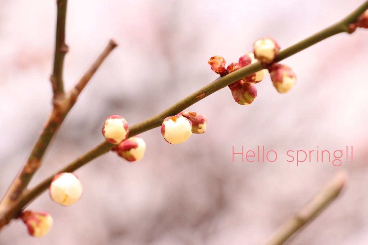 freshness, branch, growth, focus on foreground, twig, tree, fruit, close-up, flower, bud, hanging, nature, stem, fruit tree, beauty in nature, apple tree, selective focus, food and drink, cherry tree, day