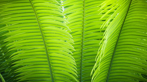 Full frame shot of palm leaves