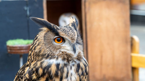 Close-up of a owl looking away