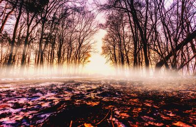 Trees on snow covered landscape during sunset