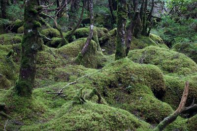 Scenic view of forest