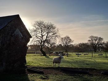 Sheep grazing on grass against sky