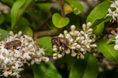 Close-up of honey bee pollinating on flower