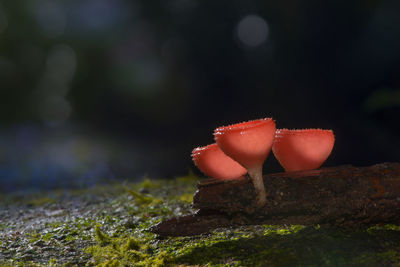 Close-up of red mushroom growing on moss