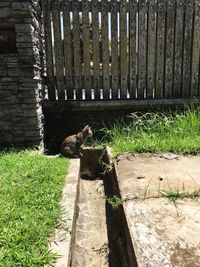 Cat on wood in yard