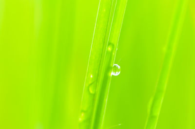 Close-up of water drops on grass