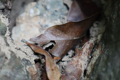 Close-up of lizard on rock