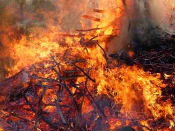 View of fire in forest