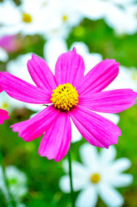 Close-up of pink cosmos flower blooming outdoors