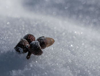 Close-up of crab on frozen land