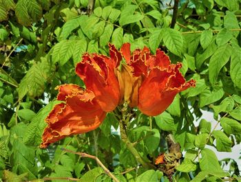 Close-up of flowers blooming outdoors