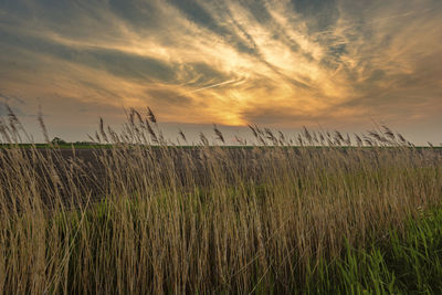 Plants growing on field against sky during sunset