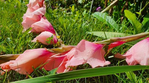 Close-up of pink flower on field