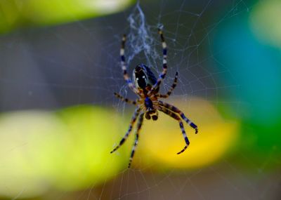 Close-up of spider on web