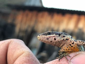 Close-up of a lizard