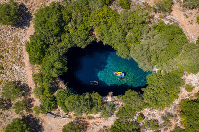 High angle view of trees in forest