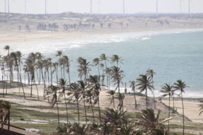Palm trees against calm blue sea