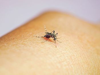 Close-up of insect on hand