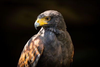 Close-up of eagle against black background