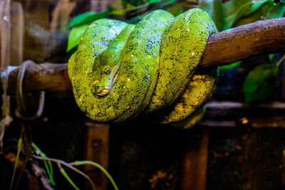 Close-up of wet leaf