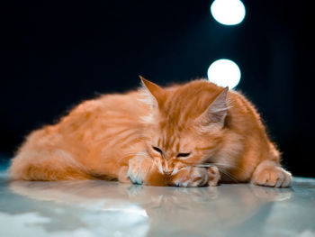 Close-up of a cat sleeping