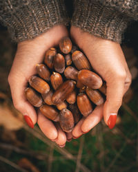 Close-up of hand holding acorns