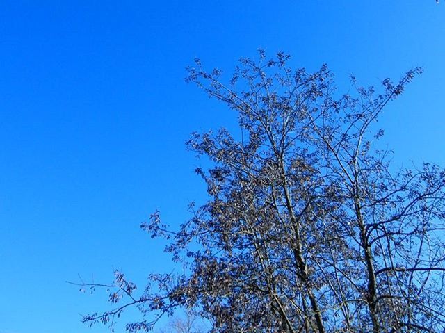 blue, clear sky, low angle view, tree, branch, copy space, growth, nature, beauty in nature, tranquility, bare tree, high section, scenics, outdoors, day, sky, no people, sunlight, tranquil scene, treetop