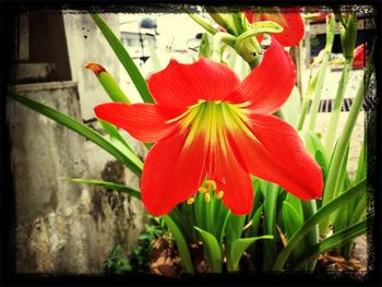 Close-up of red flower