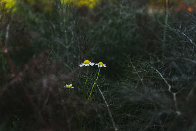 Close-up of yellow flowering plants on land