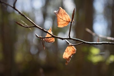 Close-up of dried leaves on branch