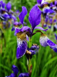 Close-up of purple iris flower on field