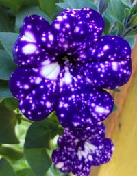 Close-up of purple flowers blooming outdoors