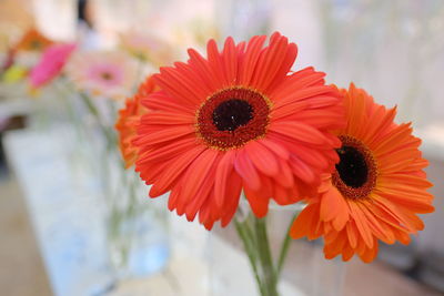 Close-up of orange gerbera daisy
