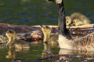 Ducks swimming in lake