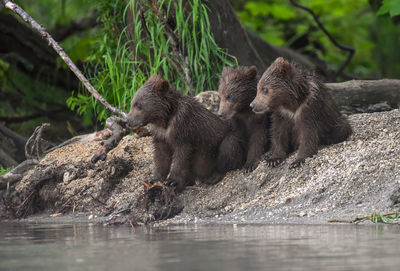 Bears sitting on rock by lake