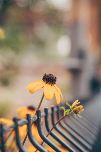 Close-up of yellow flowering plant